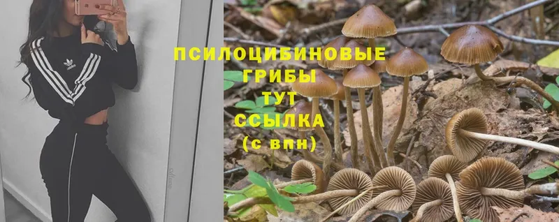 где найти   Владивосток  Псилоцибиновые грибы Psilocybine cubensis 